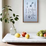 Planche botanique imprimée en 1889, les tiges