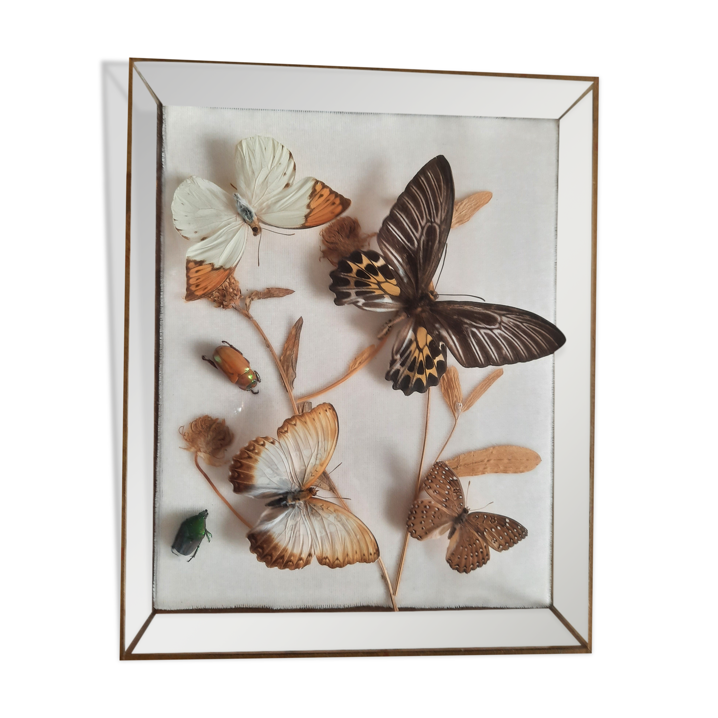 Butterflies on display