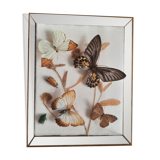 Butterflies on display