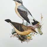 Old bird board from the 1960s - Wheatear - nature and countryside image