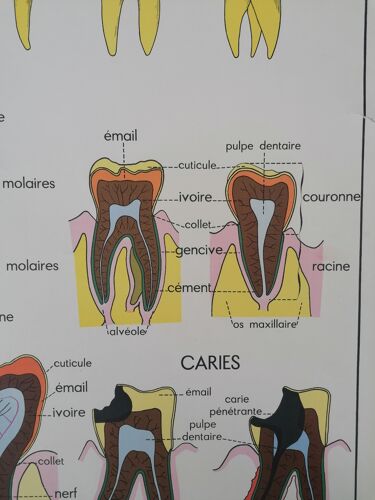 Ancienne affiche Rossignol sciences, les dents-la digestion