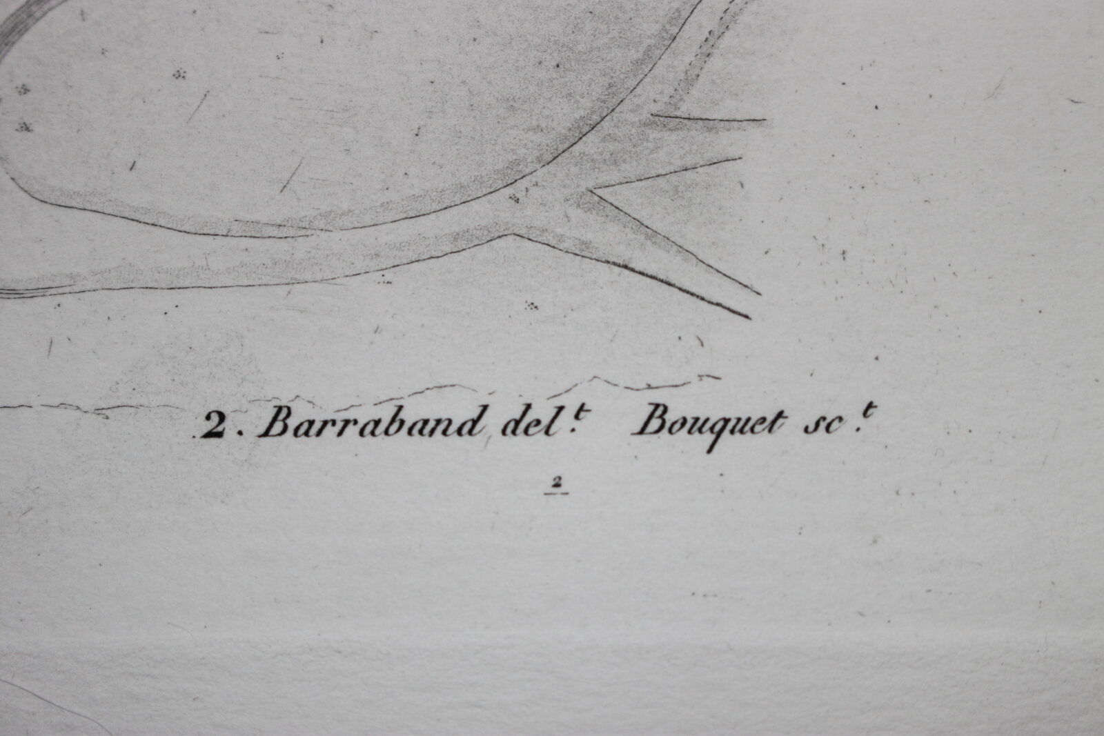 Engraving birds - chalcography of the louvre original. de redouté - ibis sacré and ibis noir