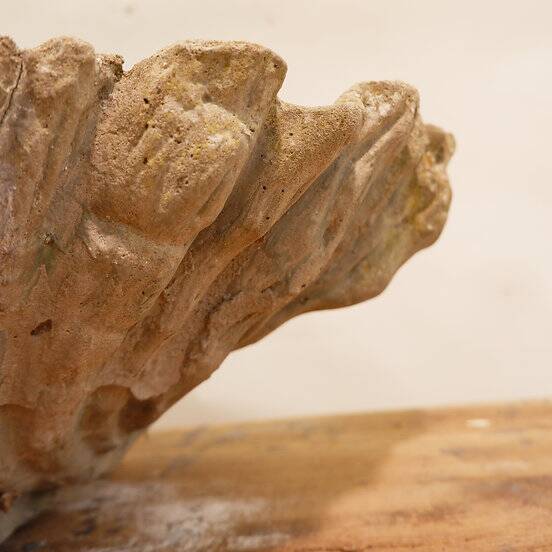 Antique Cement Shell Bird Bath