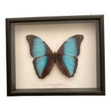 Cadre papillon naturalisé