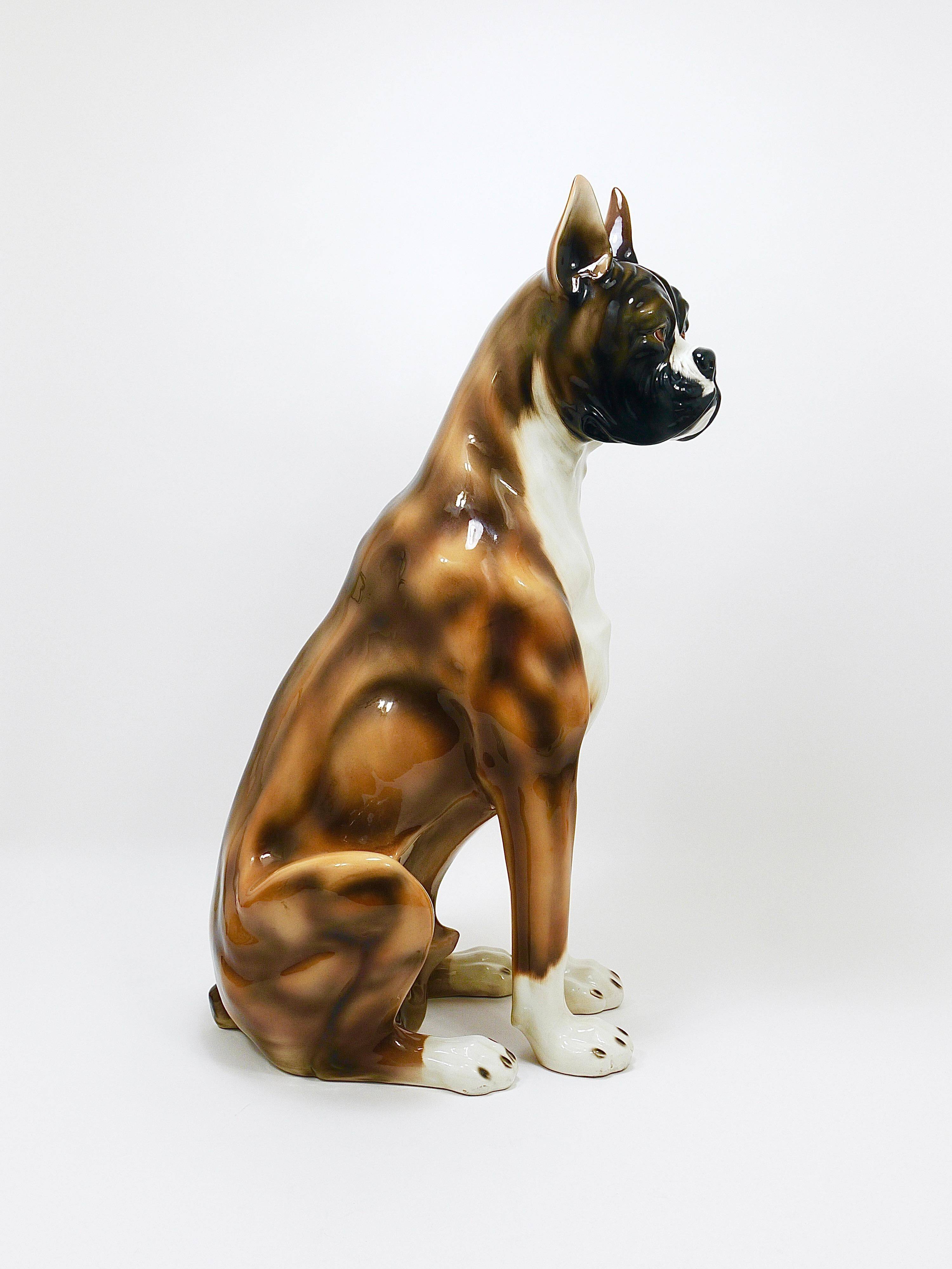 Life-size boxer dog statue in majolica, glazed ceramic, Italy, 1970s.