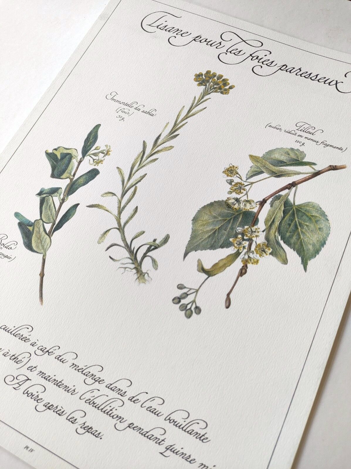 Botanical engraving -Herbal tea for lazy times- Illustration of medicinal plants and herbs
