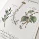 Botanical engraving -Herbal tea for lazy times- Illustration of medicinal plants and herbs