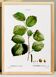 Poster about the hazel tree, based on an old engraving from 1802