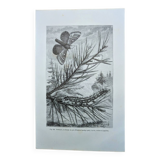 Printed in 1875, Engraving of the Pine Bombyx