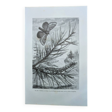 Printed in 1875, Engraving of the Pine Bombyx