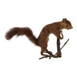 Stuffed and stuffed squirrel Taxidermy