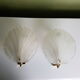 Pair of shell appliques in squeezed pressed glass and golden steel 1970
