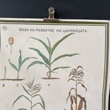 Botanical poster 1970's