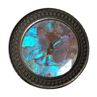 Blue butterfly board old metal frame