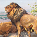 Poster "Lion" educational board painted by K. Wagner and published by Meinhold & Söhne 1891