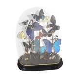 Flying color butterflies under globe Napoleon III
