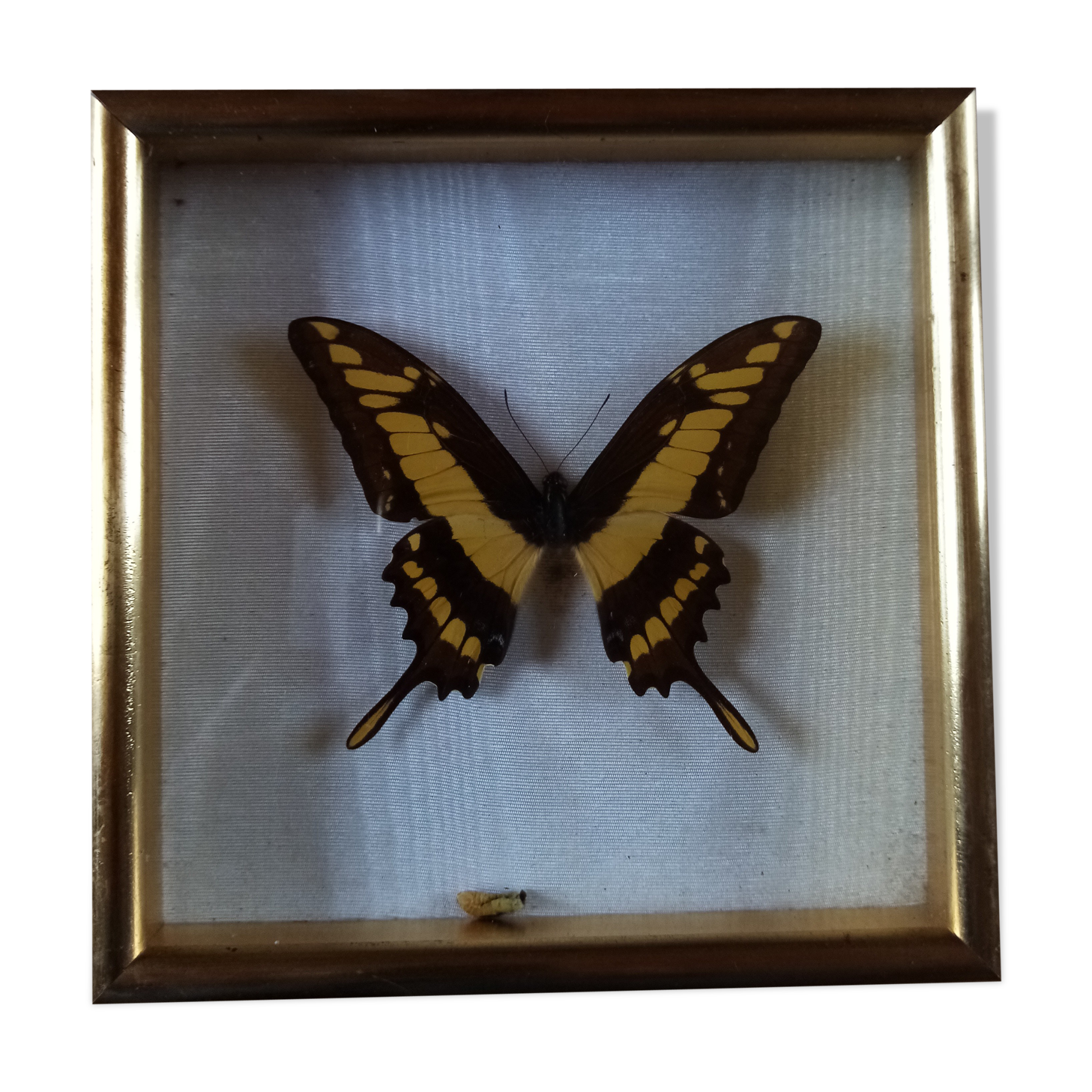 Butterfly frame
