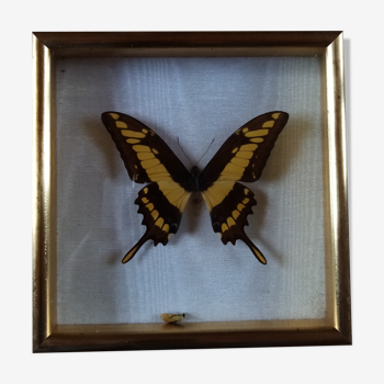 Butterfly frame