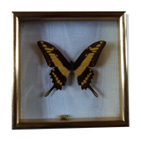 Butterfly frame