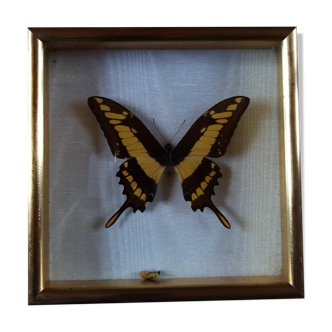 Butterfly frame