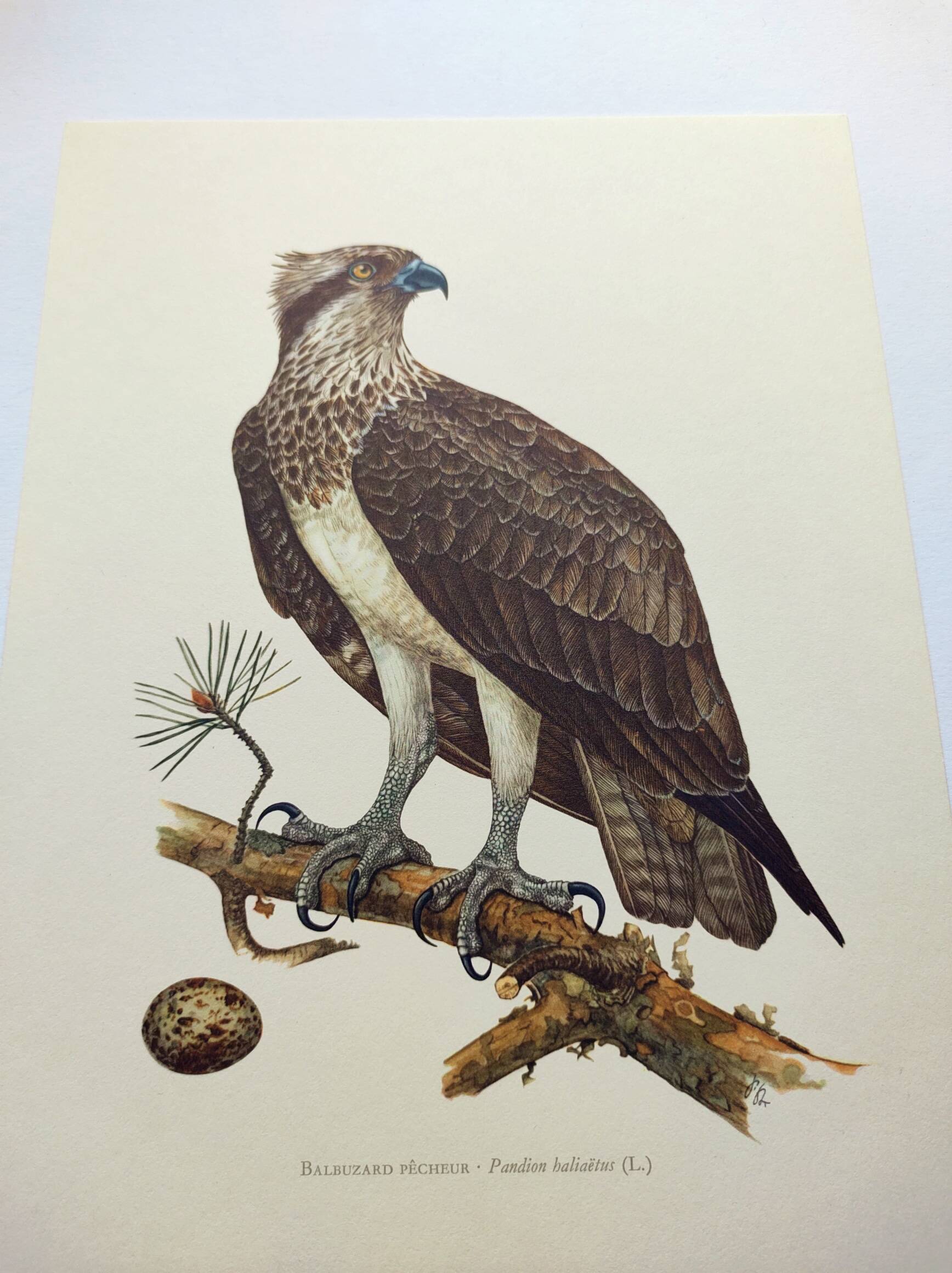 Old bird plate from the 1960s - Osprey - Zoology and ornithology illustration
