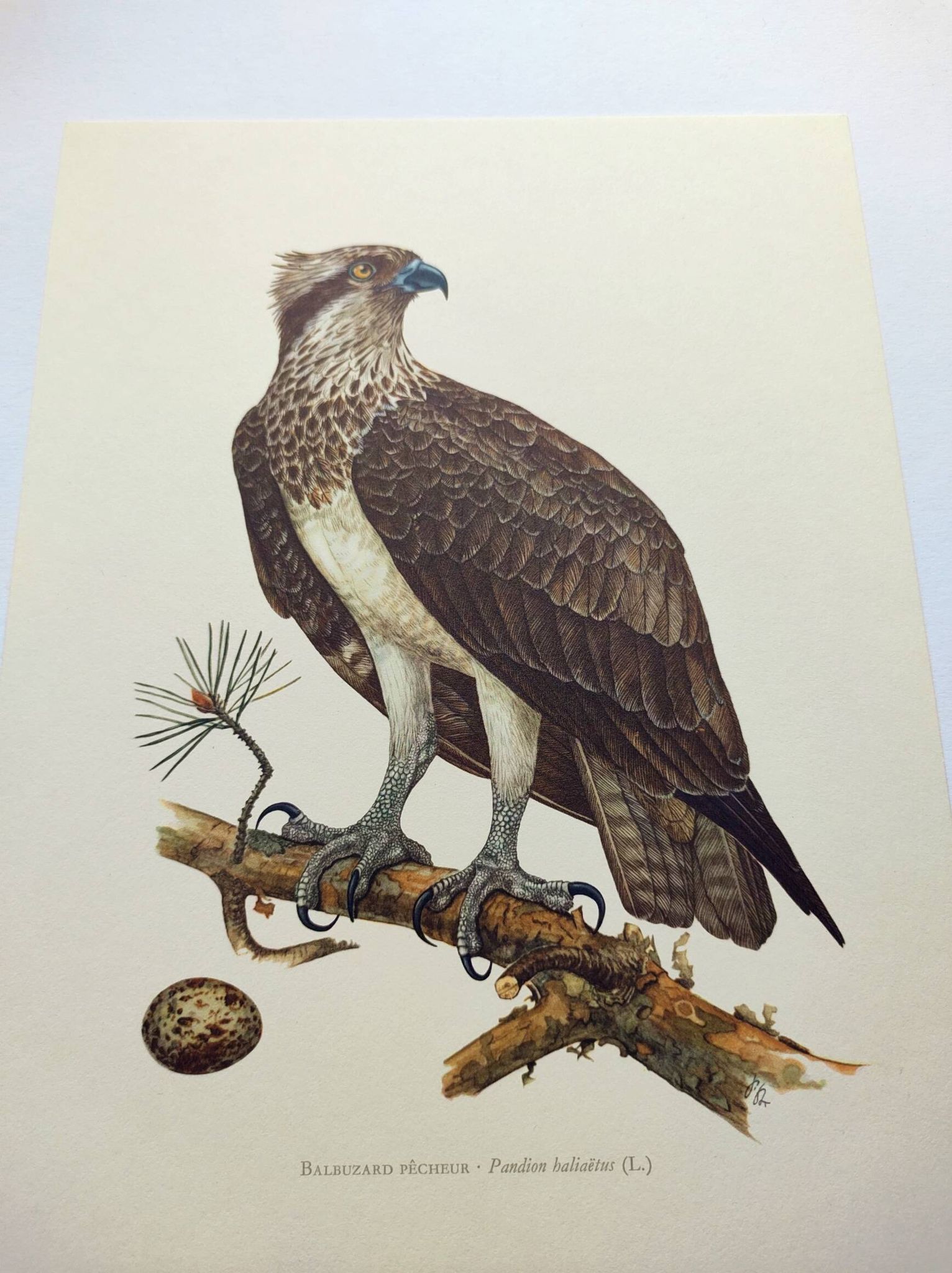 Old bird plate from the 1960s - Osprey - Zoology and ornithology illustration
