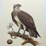 Old bird plate from the 1960s - Osprey - Zoology and ornithology illustration
