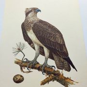 Old bird plate from the 1960s - Osprey - Zoology and ornithology illustration