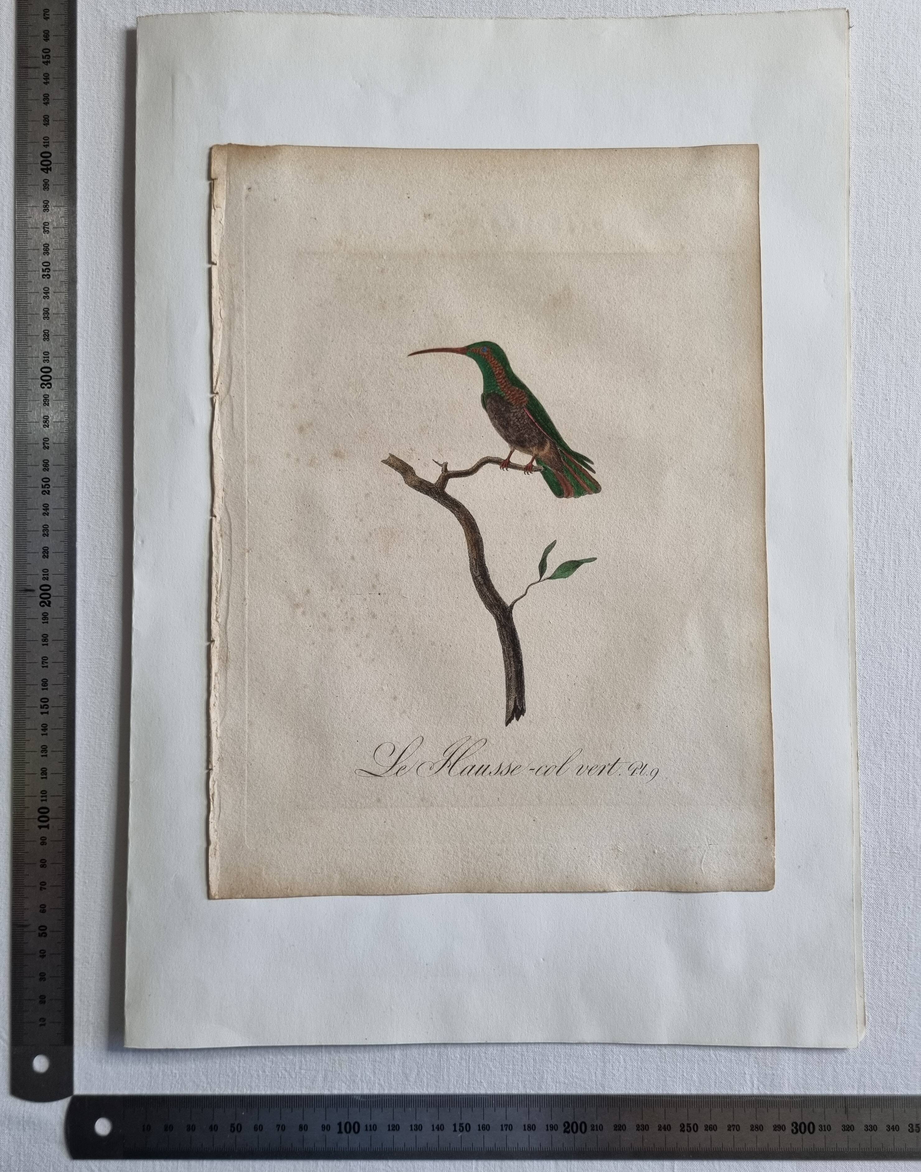 Ornithological engravings Audebert & Vieillot 1802 framed 50x40 cm