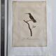 Ornithological engravings Audebert & Vieillot 1802 framed 50x40 cm