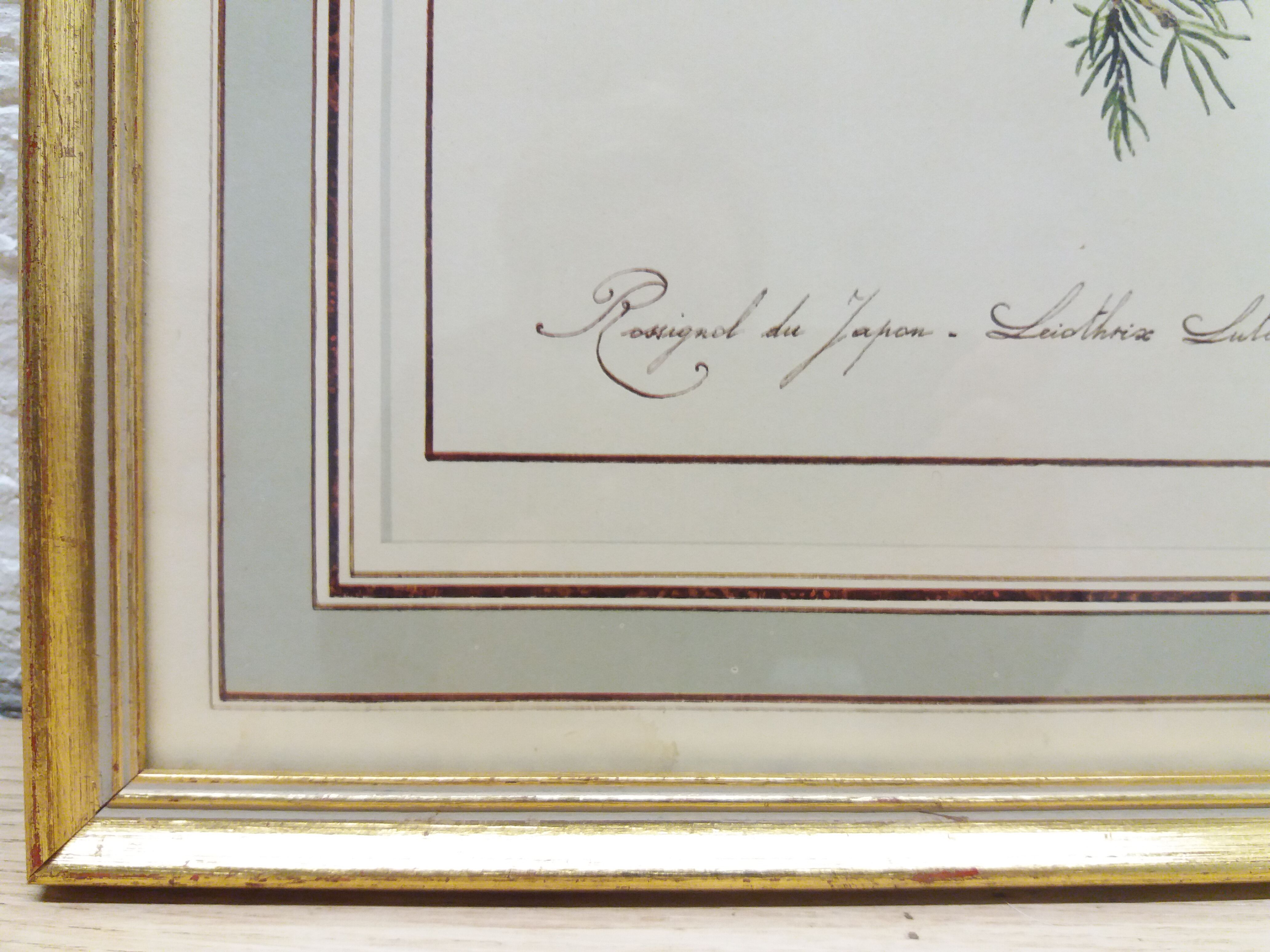 Japan Rossignol ornithological board