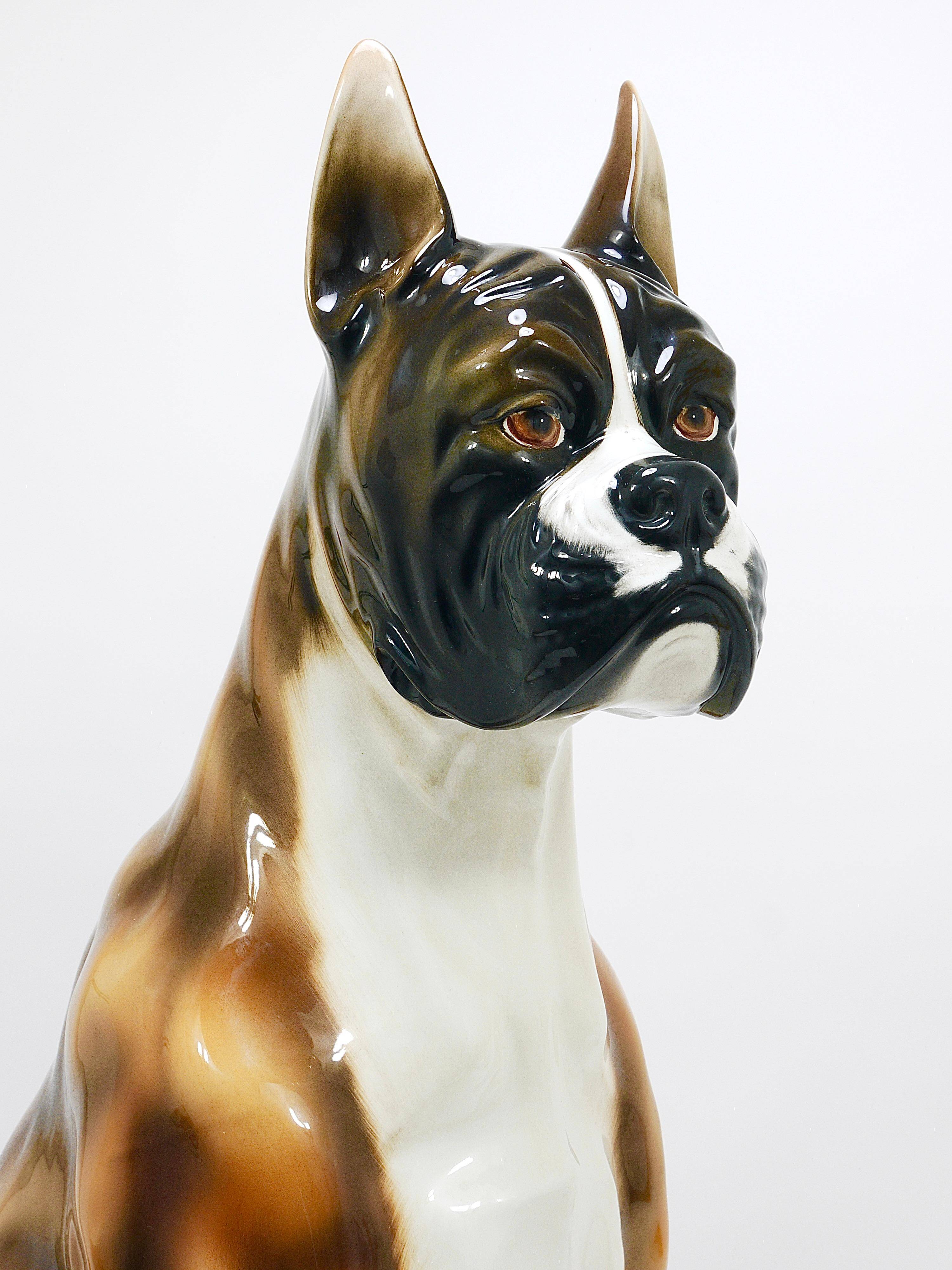 Life-size boxer dog statue in majolica, glazed ceramic, Italy, 1970s.