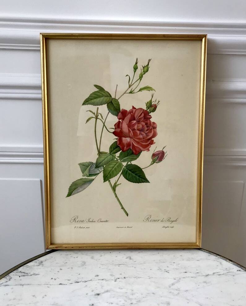 Lithograph pj reddreaded rosa indica cruenta framed 50s