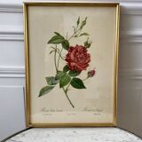 Lithograph pj reddreaded rosa indica cruenta framed 50s