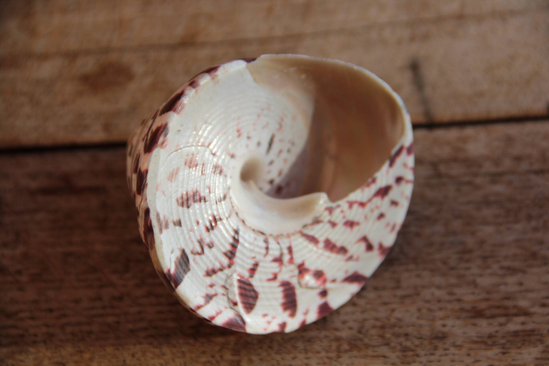 Trochus shell