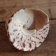 Trochus shell