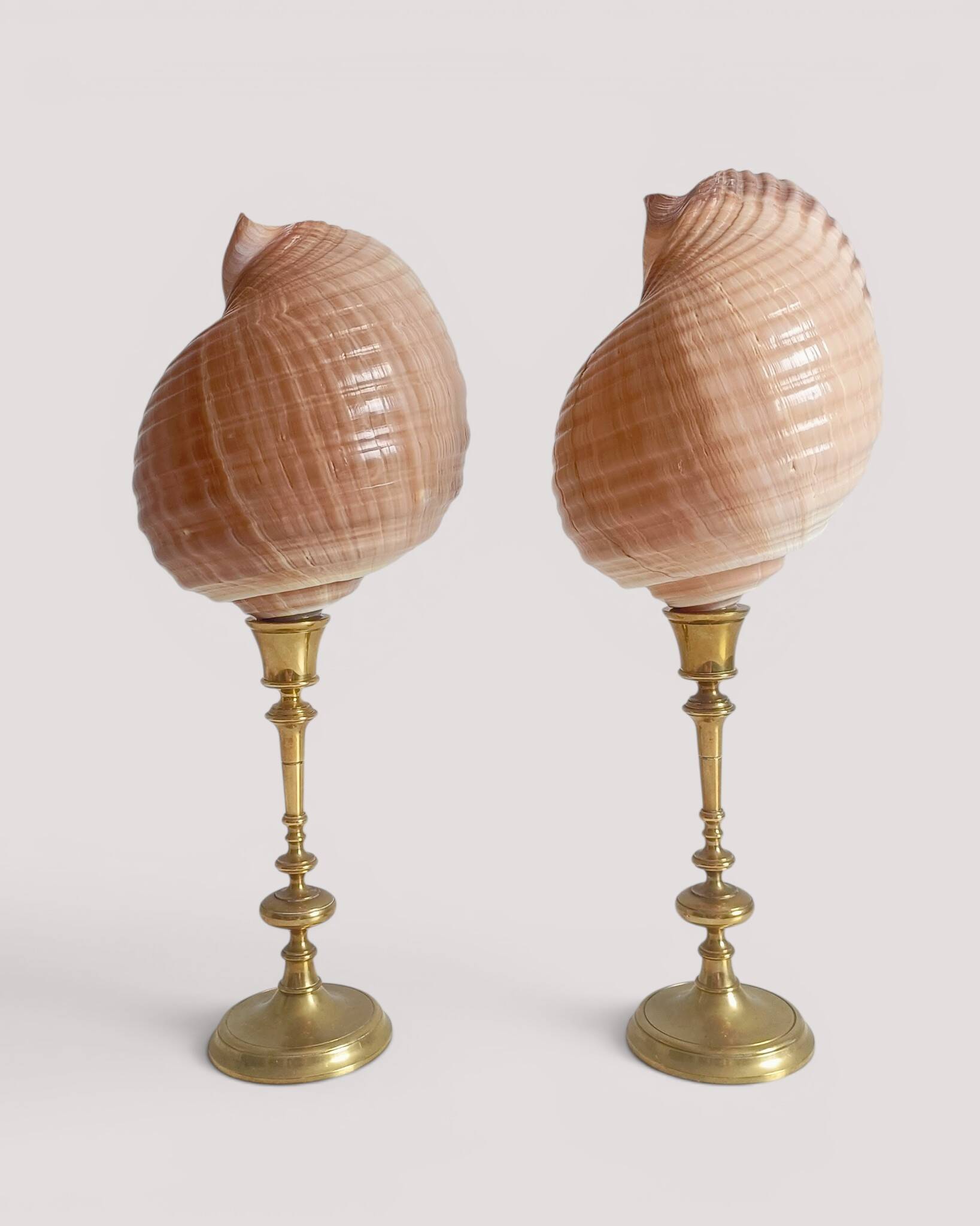 Pair of natural shells on a mid-century Swedish Skultuna brass candelabrum.