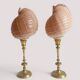 Pair of natural shells on a mid-century Swedish Skultuna brass candelabrum.