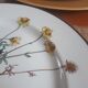 Lot of 4 flat plates "Anthemis" from the service "Botanica" of Boch