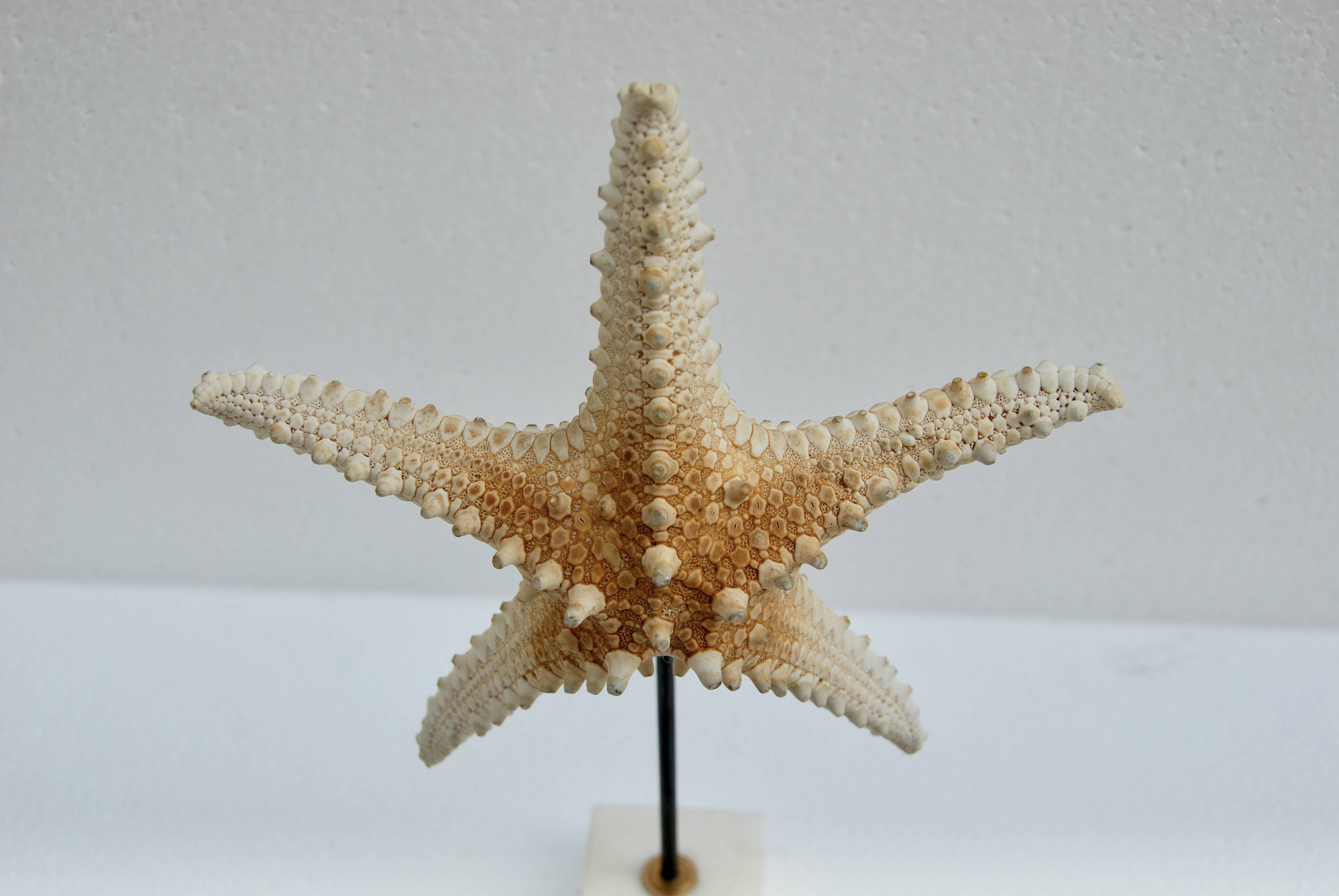 Cabinet of natural starfish curiosities on shell marble base
