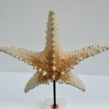 Cabinet of natural starfish curiosities on shell marble base