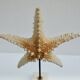 Cabinet of natural starfish curiosities on shell marble base