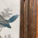 Gravure anglaise 19e, cadre bois vitré