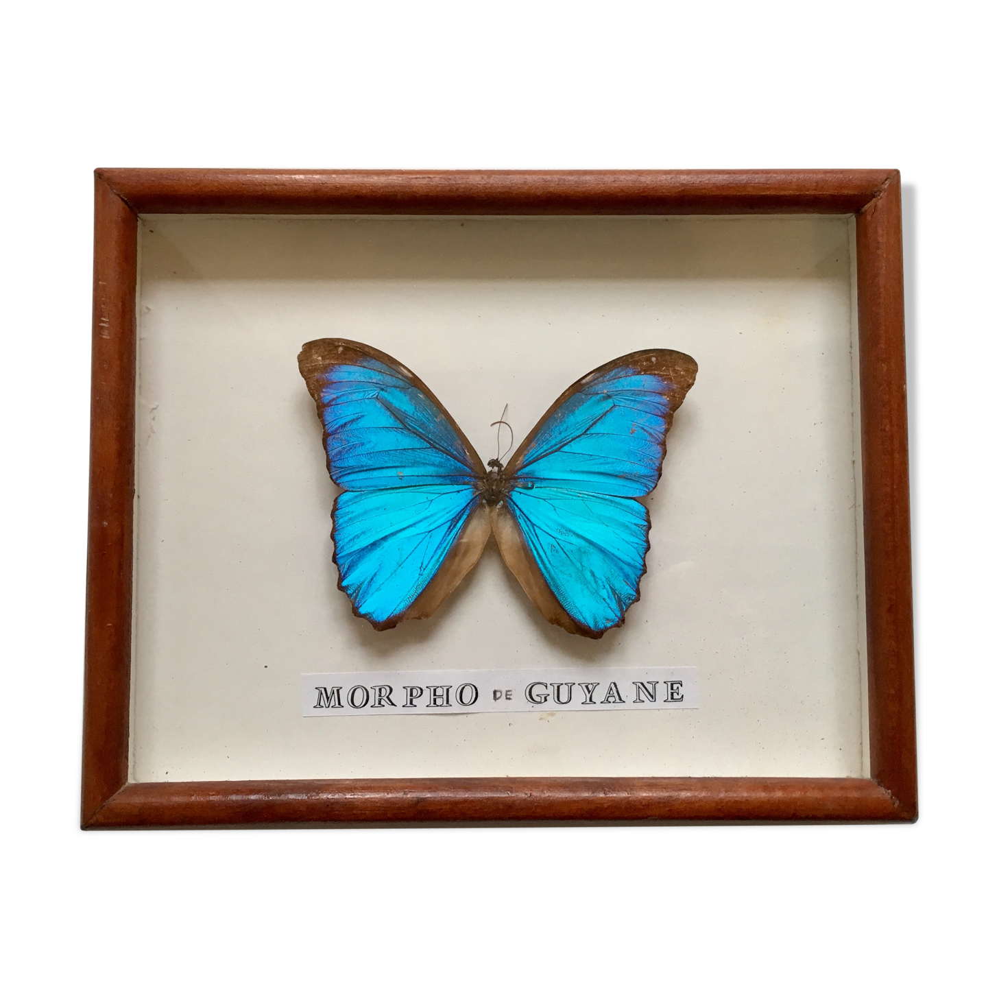 Vintage blue morpho butterfly frame