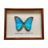 Vintage blue morpho butterfly frame