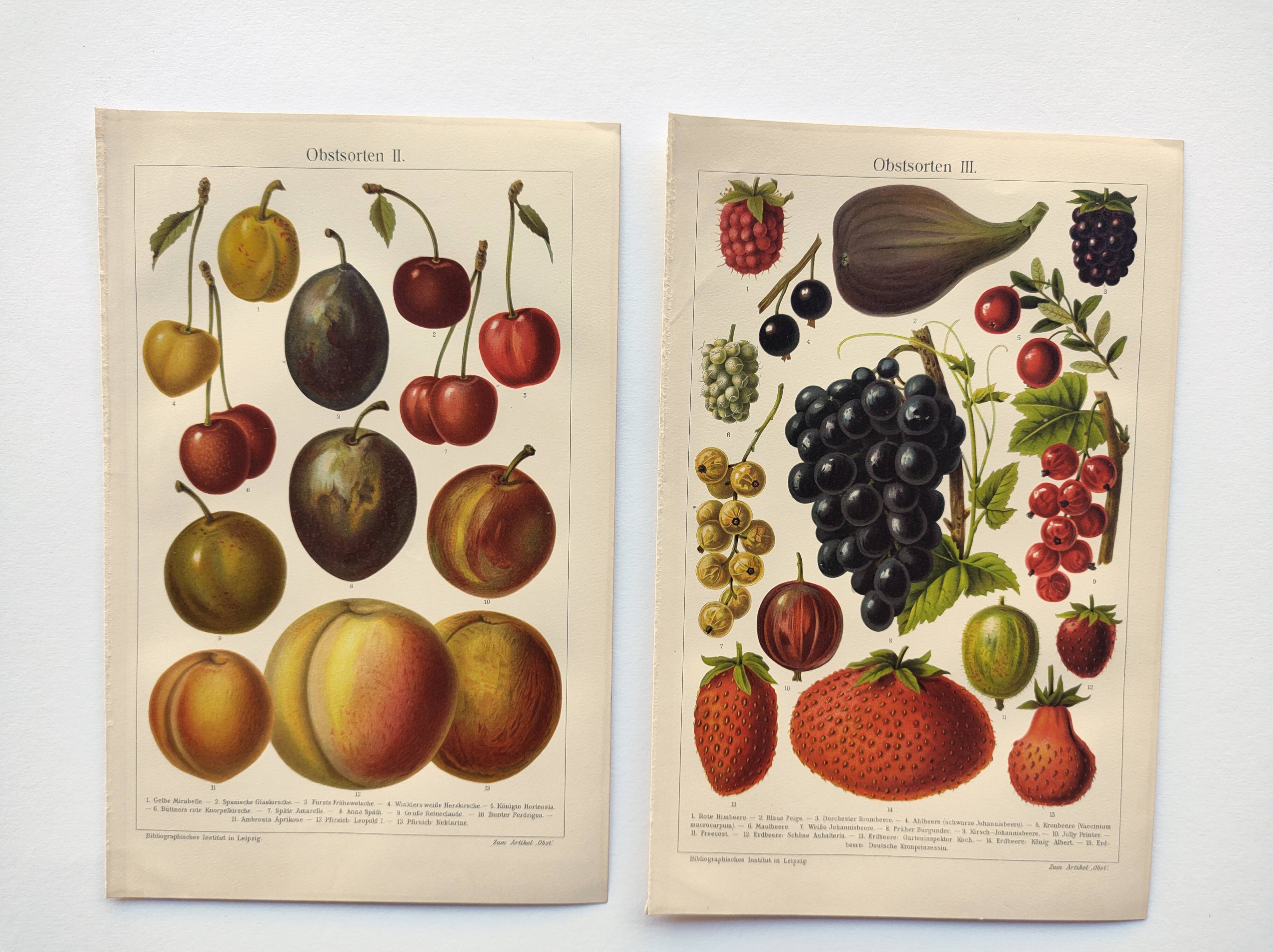 2 Engravings from 1909 - Fruit varieties - Strawberry, Grape and Cherry - Old German plates