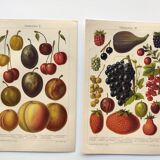 2 Engravings from 1909 - Fruit varieties - Strawberry, Grape and Cherry - Old German plates