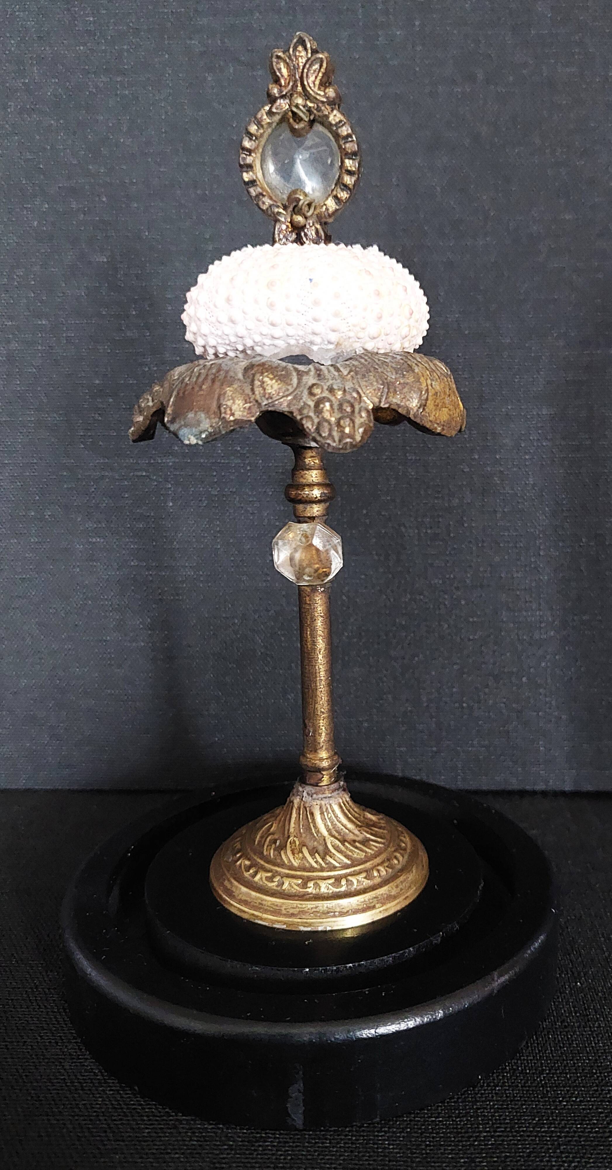 Cabinet of Curiosities globe with sea urchin paracentrotus lividus