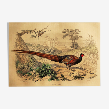 Ornithological board 1838