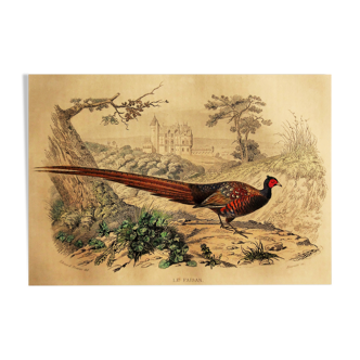 Ornithological board 1838